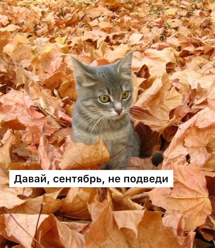 1 сентября в Подольске будет тепло